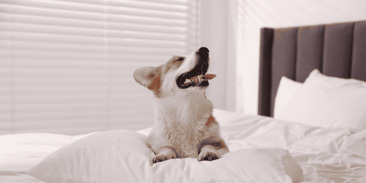 Câu lạc bộ thú cưng