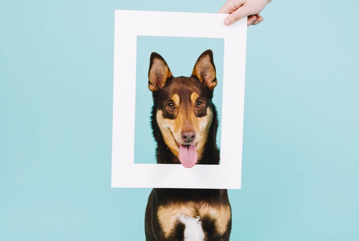 Góc nhỏ "Fur-tobooth"