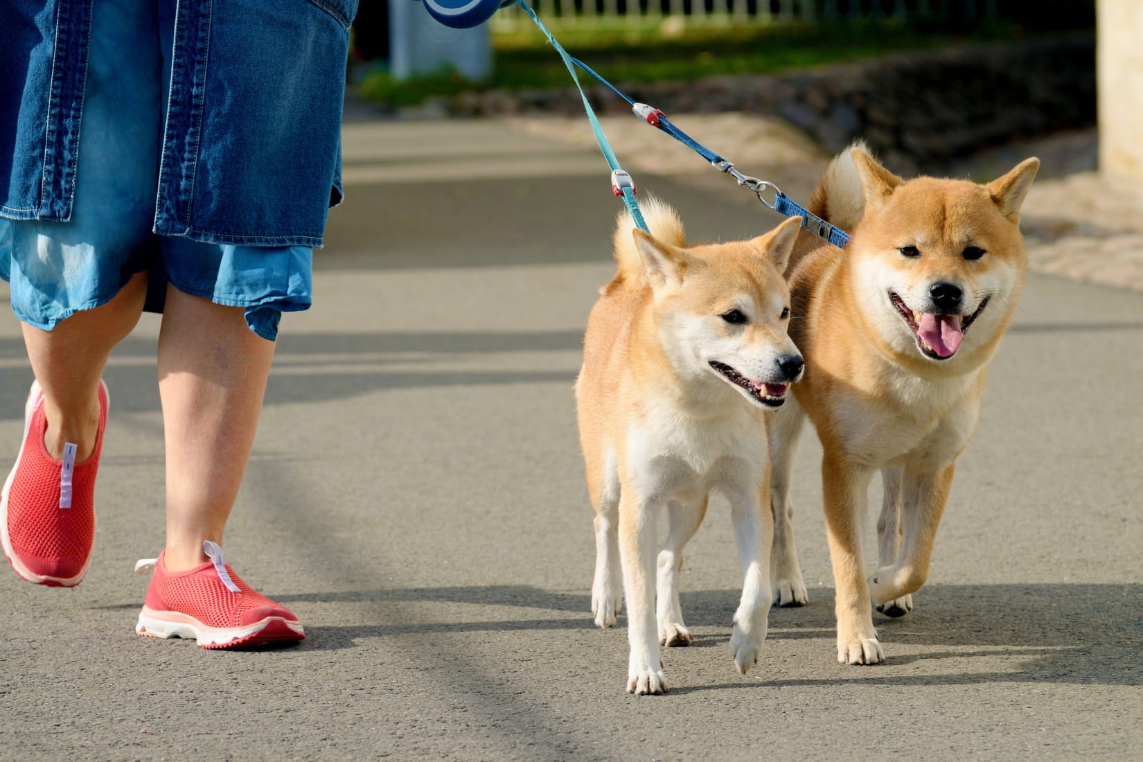 Khách sạn cho thú cưng Little Paws tại Mövenpick Cam Ranh
