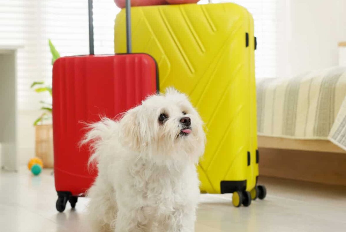 Khu vui chơi cho chó mèo tại Little Paws Club