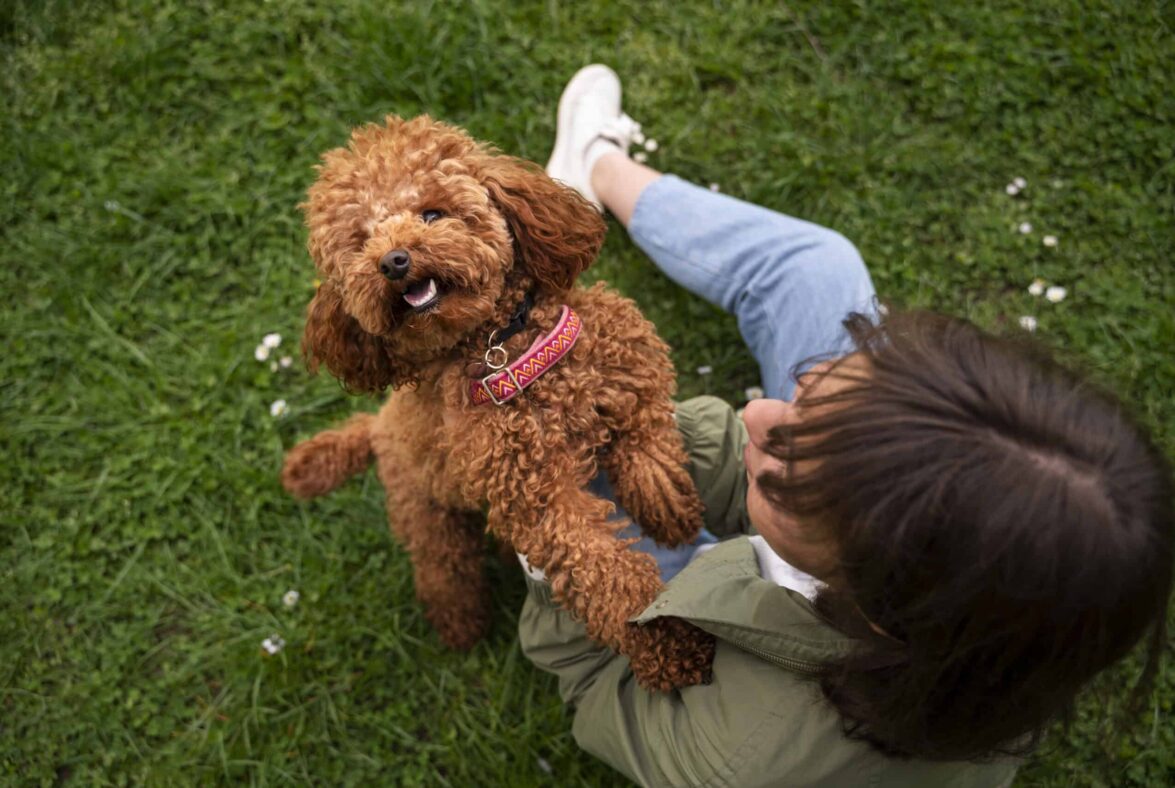 Khách sạn cho thú cưng Little Paws tại Mövenpick Cam Ranh