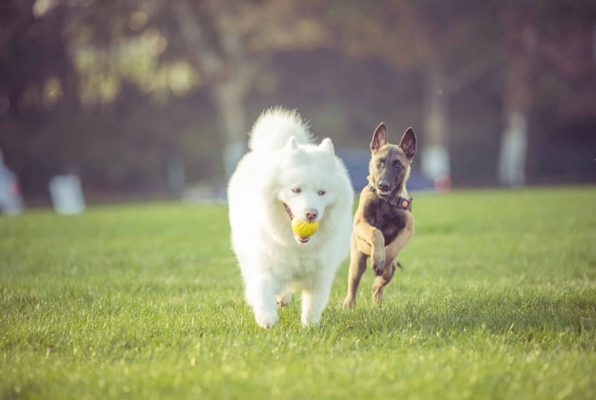Khách sạn cho thú cưng Little Paws tại Mövenpick Cam Ranh